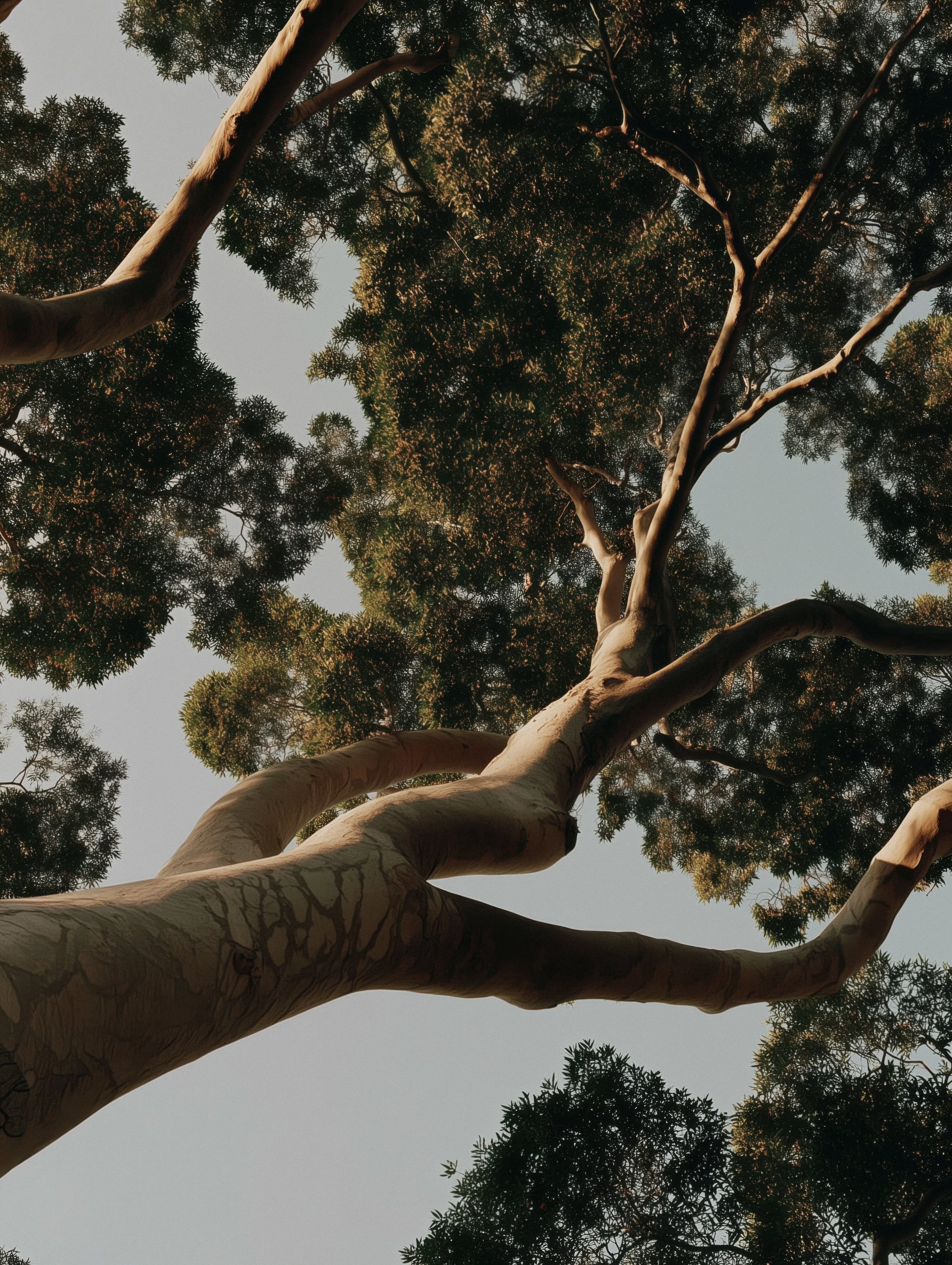 Pale eucalyptus branches seen from below the canopy