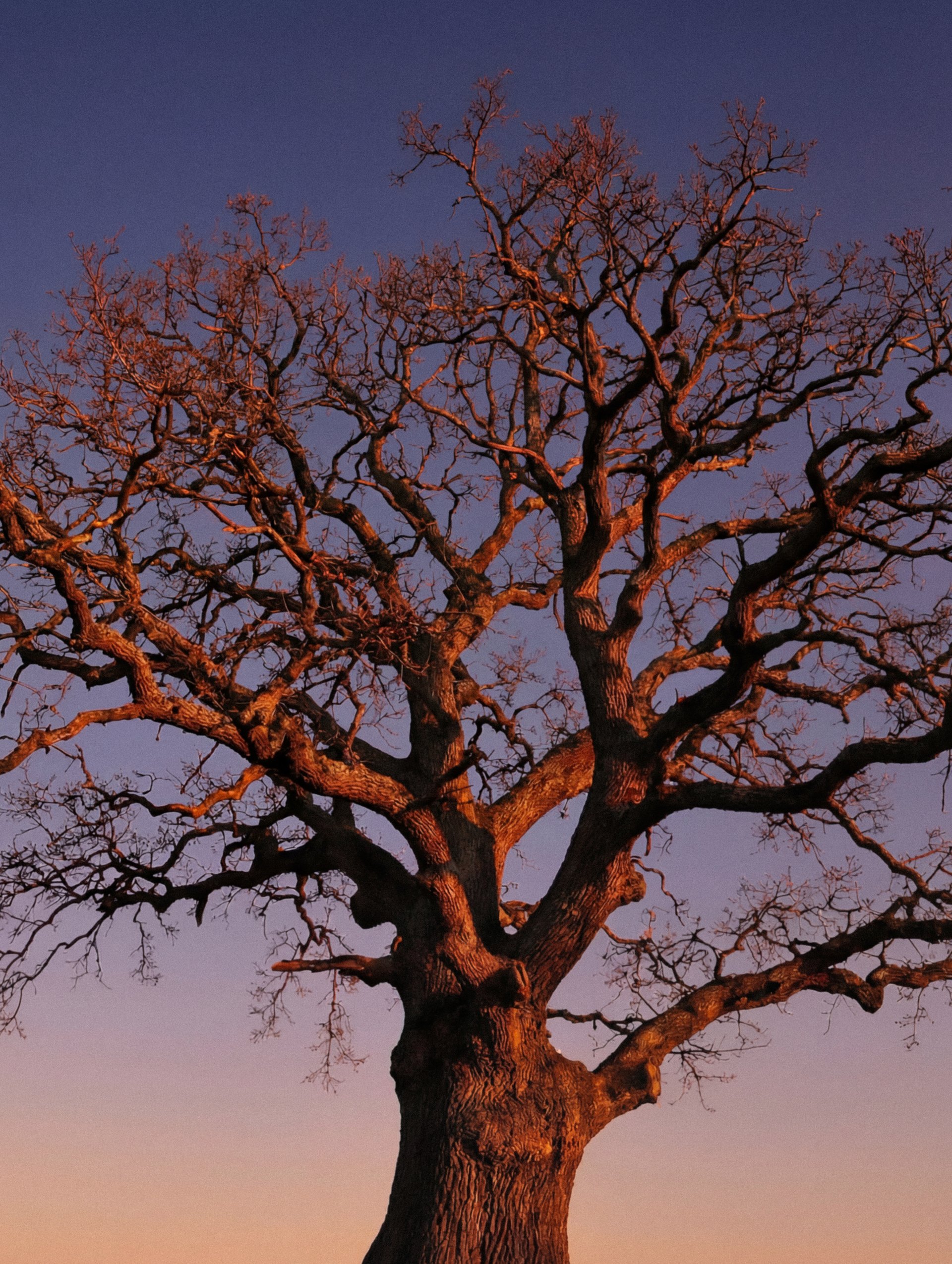 Leafless oak lit orange against a violet twilight sky